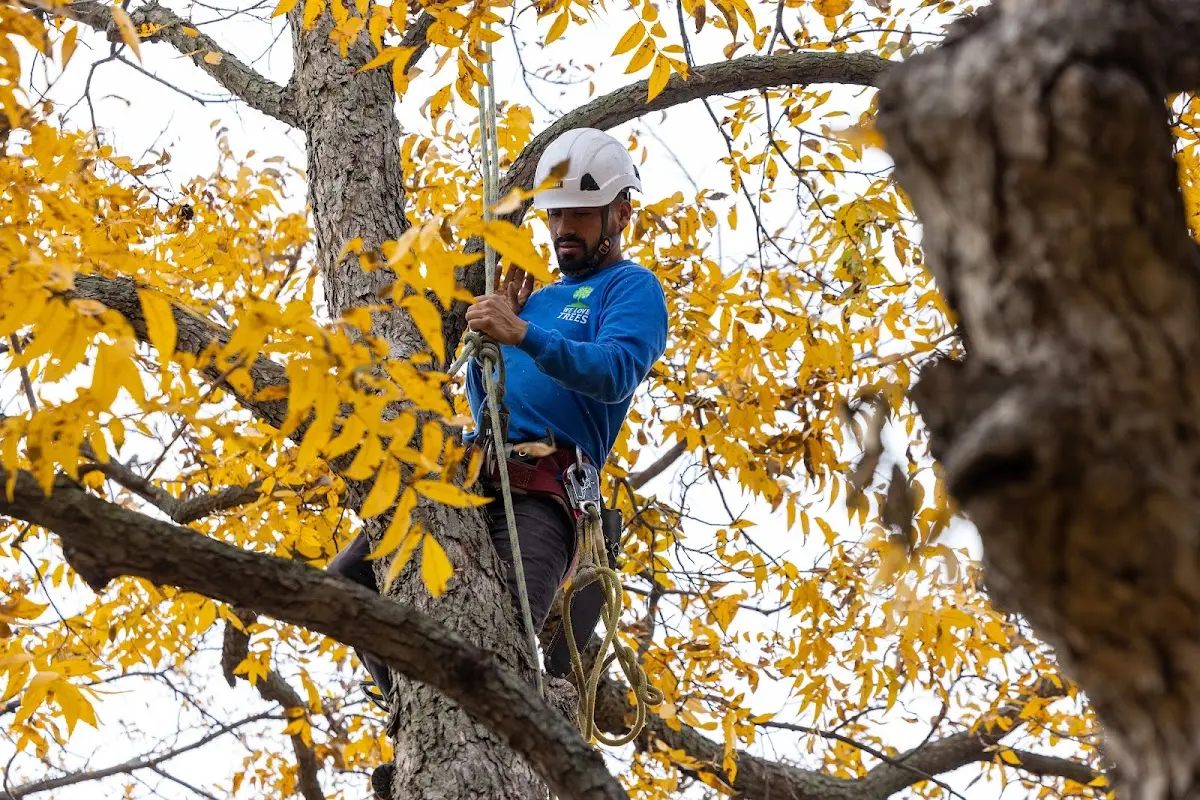 Skilled Tree Planing crew working in Altoona