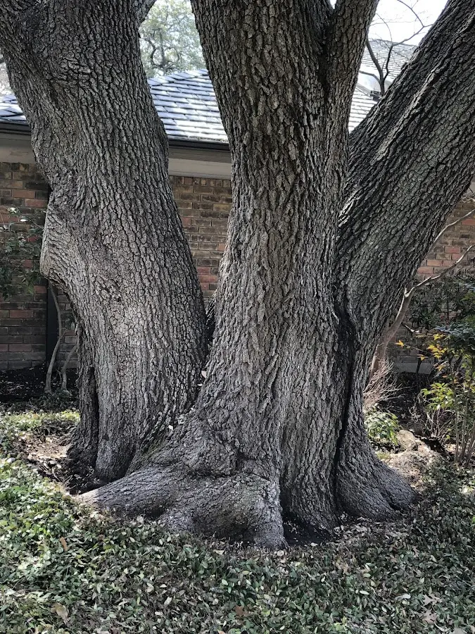 Mature heritage tree close to a Altoona property cared for by certified arborists